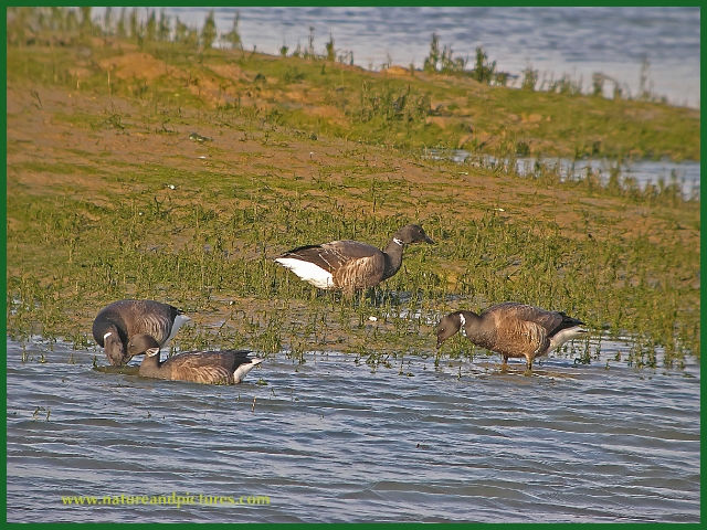 brent goose, brent geese, gees-2.jpg - BRENT GEESE - NORTHNEY - SUNNY HAYLING ISLAND